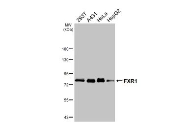 Anti-FXR1 antibody [HL5155] used in Western Blot (WB). GTX645351