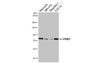 Anti-FXR1 antibody [HL5155] used in Western Blot (WB). GTX645351