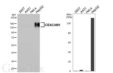 Anti-CEACAM1 antibody [HL5159] used in Western Blot (WB). GTX645355