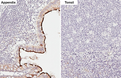 Anti-CEACAM1 antibody [HL5159] used in IHC (Paraffin sections) (IHC-P). GTX645355
