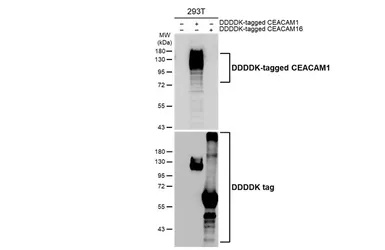 Anti-CEACAM1 antibody [HL5159] used in Western Blot (WB). GTX645355