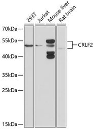 Anti-CRLF2 antibody used in Western Blot (WB). GTX64541