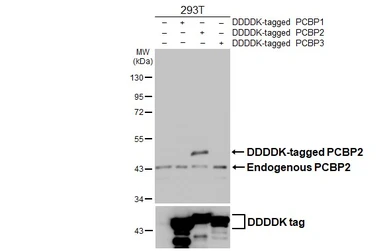 Anti-PCBP2 antibody [HL5177] used in Western Blot (WB). GTX645429