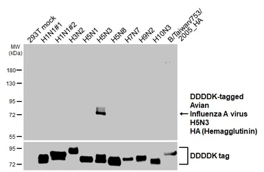 Anti-Avian Influenza A virus H5N3 HA (Hemagglutinin) antibody [HL5182] used in Western Blot (WB). GTX645434
