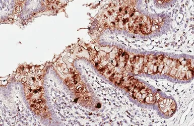 Anti-GM130 antibody [HL5191] used in IHC (Paraffin sections) (IHC-P). GTX645443