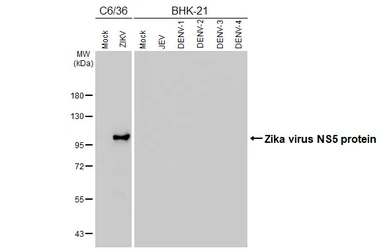 Anti-Zika virus NS5 protein antibody [HL5195] used in Western Blot (WB). GTX645447