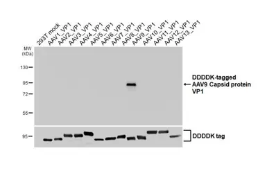 Anti-AAV9 Capsid protein VP1 + VP2 + VP3 antibody [HL5206] used in Western Blot (WB). GTX645458