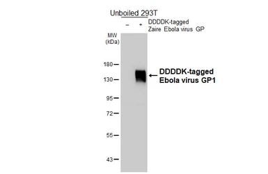 Anti-Ebola virus GP1 antibody [HL5217] used in Western Blot (WB). GTX645473