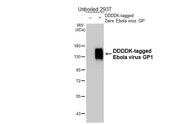 Anti-Ebola virus GP1 antibody [HL5221] used in Western Blot (WB). GTX645477