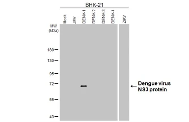 Anti-Dengue virus NS3 protein antibody [HL5233] used in Western Blot (WB). GTX645489
