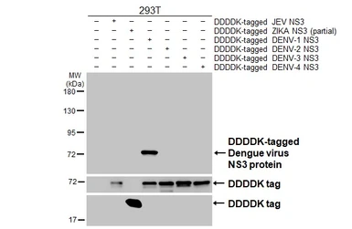 Anti-Dengue virus NS3 protein antibody [HL5233] used in Western Blot (WB). GTX645489
