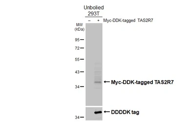 Anti-TAS2R7 antibody [HL5235] used in Western Blot (WB). GTX645491