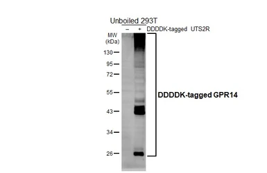Anti-GPR14 antibody [HL5242] used in Western Blot (WB). GTX645498