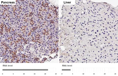 Anti-SLC4A4 antibody [HL5250] used in IHC (Paraffin sections) (IHC-P). GTX645506