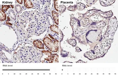 Anti-SLC4A4 antibody [HL5250] used in IHC (Paraffin sections) (IHC-P). GTX645506
