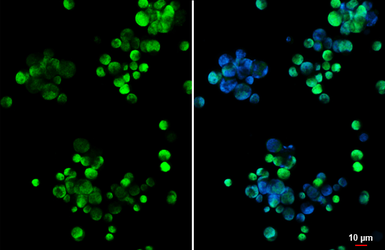 Anti-HELIOS antibody [HL5252] used in Immunocytochemistry/ Immunofluorescence (ICC/IF). GTX645508