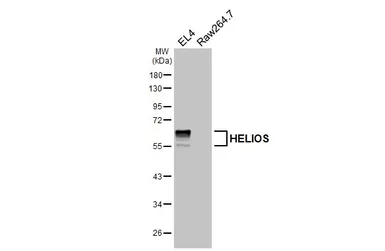 Anti-HELIOS antibody [HL5252] used in Western Blot (WB). GTX645508