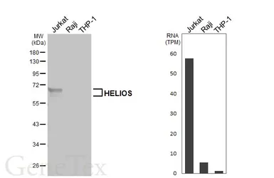 Anti-HELIOS antibody [HL5252] used in Western Blot (WB). GTX645508