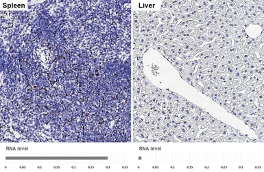 Anti-HELIOS antibody [HL5252] used in IHC (Paraffin sections) (IHC-P). GTX645508