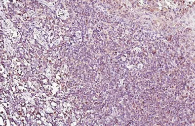 Anti-HELIOS antibody [HL5252] used in IHC (Paraffin sections) (IHC-P). GTX645508