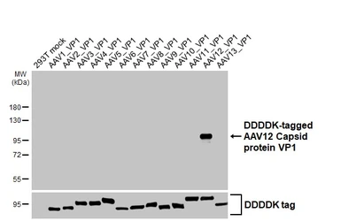Anti-AAV12 Capsid protein VP1 + VP2 + VP3 antibody [HL5256] used in Western Blot (WB). GTX645512