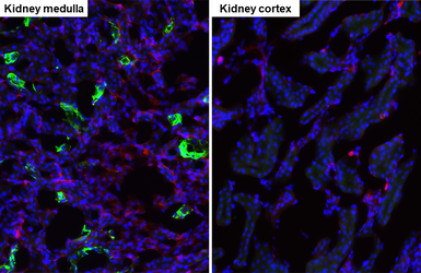 Anti-SCTR antibody [HL5265] used in IHC (Frozen sections) (IHC-Fr). GTX645521