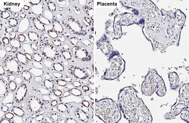 Anti-SCTR antibody [HL5265] used in IHC (Paraffin sections) (IHC-P). GTX645521