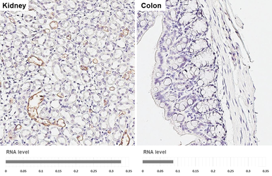 Anti-SCTR antibody [HL5265] used in IHC (Paraffin sections) (IHC-P). GTX645521