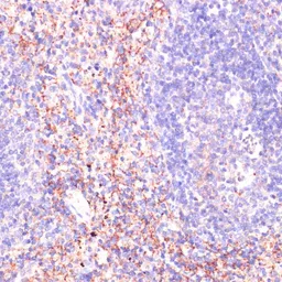 Anti-RAP1A antibody used in IHC (Paraffin sections) (IHC-P). GTX64554