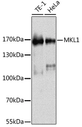 Anti-MKL1 antibody used in Western Blot (WB). GTX64556