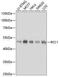 Anti-RCC1 antibody used in Western Blot (WB). GTX64560