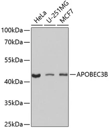 Anti-APOBEC3B antibody used in Western Blot (WB). GTX64569