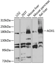 Anti-AOX1 antibody used in Western Blot (WB). GTX64571