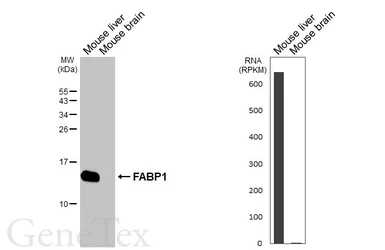 Anti-L-FABP antibody [HL5290] used in Western Blot (WB). GTX645728
