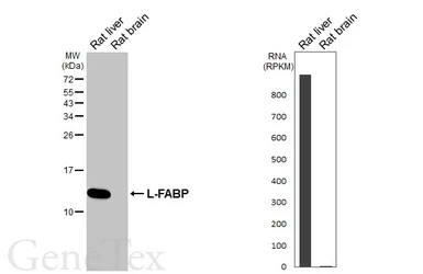 Anti-L-FABP antibody [HL5290] used in Western Blot (WB). GTX645728