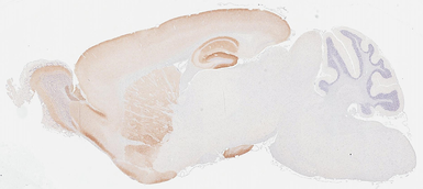 Anti-ICAM5 antibody [HL5294] used in IHC (Paraffin sections) (IHC-P). GTX645732