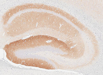 Anti-ICAM5 antibody [HL5294] used in IHC (Paraffin sections) (IHC-P). GTX645732