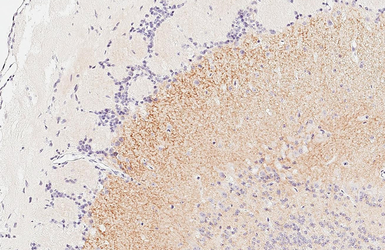Anti-ICAM5 antibody [HL5294] used in IHC (Paraffin sections) (IHC-P). GTX645732