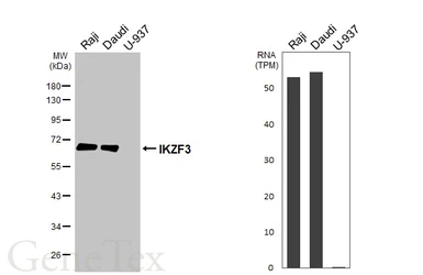 Anti-IKZF3 antibody [HL5295] used in Western Blot (WB). GTX645733