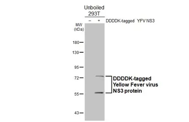 Anti-Yellow Fever virus NS3 protein antibody [GT344] used in Western Blot (WB). GTX645756