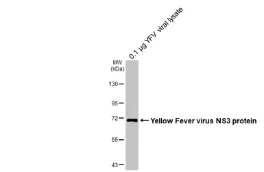 Anti-Yellow Fever virus NS3 protein antibody [GT344] used in Western Blot (WB). GTX645756