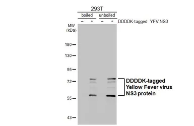 Anti-Yellow Fever virus NS3 protein antibody [GT344] used in Western Blot (WB). GTX645756
