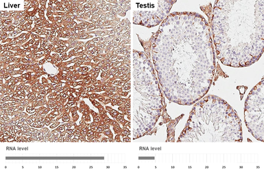 Anti-HSD17B4 antibody [HL5299] used in IHC (Paraffin sections) (IHC-P). GTX645764
