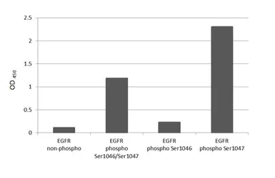 Anti-EGFR (phospho Ser1047) antibody [HL5304] used in  (). GTX645769
