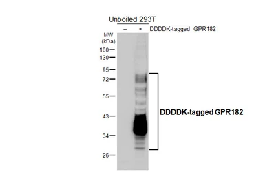 Anti-GPR182 antibody [HL5311] used in Western Blot (WB). GTX645776