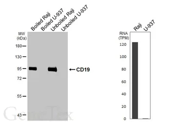Anti-CD19 antibody [HL5319] used in Western Blot (WB). GTX645784