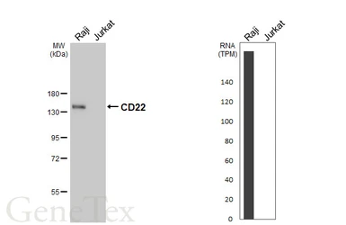 Anti-CD22 antibody [HL5322] used in Western Blot (WB). GTX645787