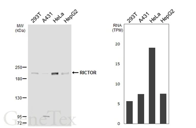Anti-RICTOR antibody [HL5325] used in Western Blot (WB). GTX645790