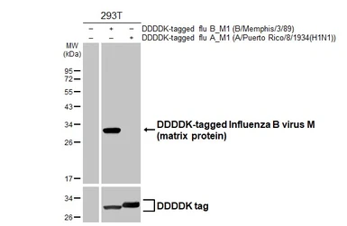 Anti-Influenza B virus M (matrix protein) antibody [HL5332] used in Western Blot (WB). GTX645810