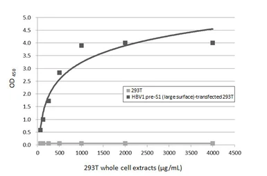 Anti-Hepatitis B virus preS1 antibody [HL5350] used in ELISA (ELISA). GTX645828